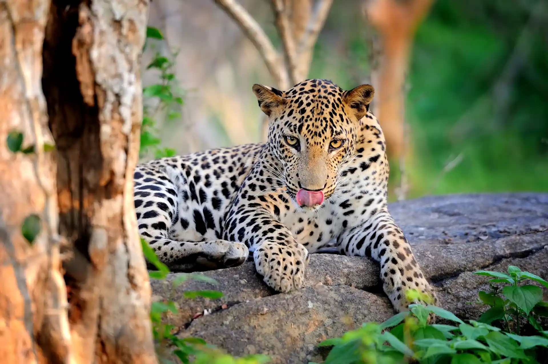 Yala National Park