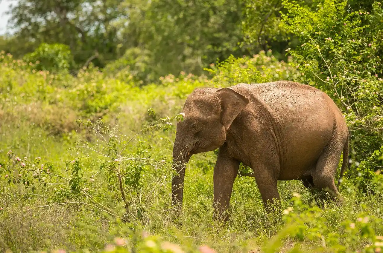 Udawalawe National Park