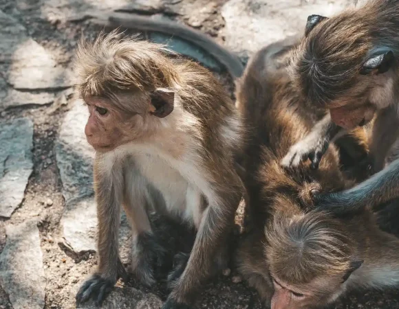 Sri Lanka’s Monkey Kingdom